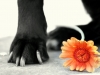 flower-and-the-paw