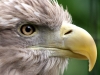 eagle-eye-x2