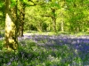 the-bluebell-woods-x2