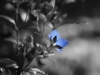 blue-flower-3