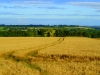 fields-of-golden